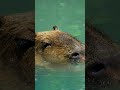 The water rodent capybara.