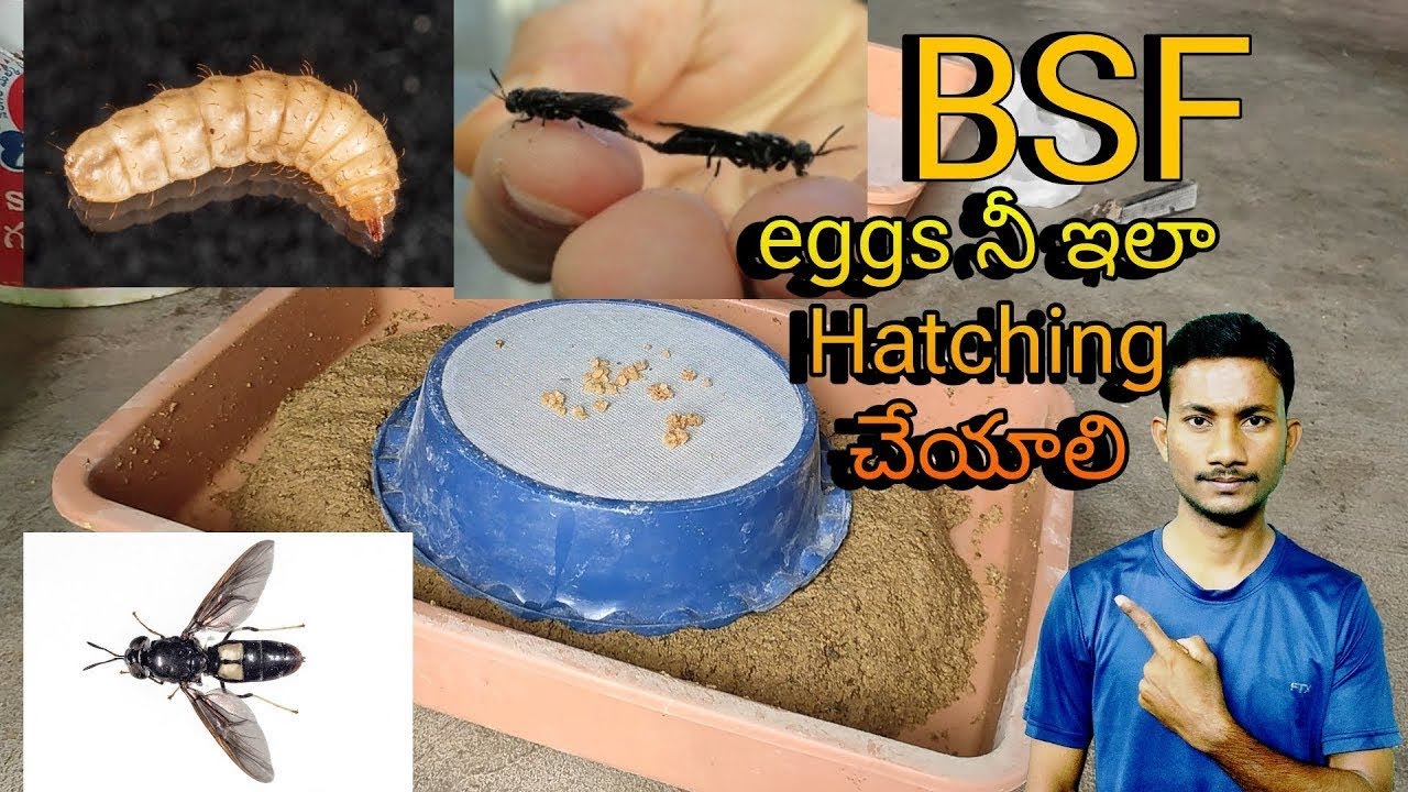 Black soldier fly 🪰Farming part-1, Eggs Hatching process in telugu |Latest farming videos in telugu