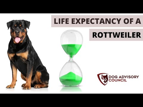 Video: Rottweiler Dog Breed Hypoallergenic, Kalusugan At Life Span