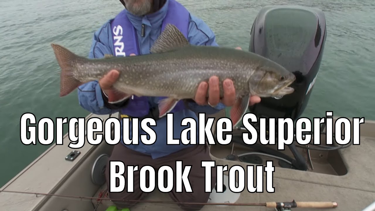 Lake Superior Brook Trout The Fishing Canada Show