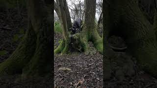 Staffy Pup Finding Drinking Water - Princess Harri
