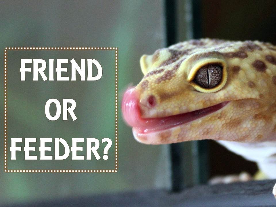 bugs bunny FRIEND OR FEEDER? | Q&A Friday