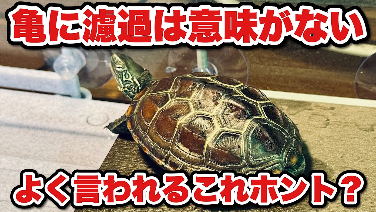 【亀飼育】カメに濾過は必要ない？昔からの永遠のテーマについて僕なりに話す。【初心者必見】