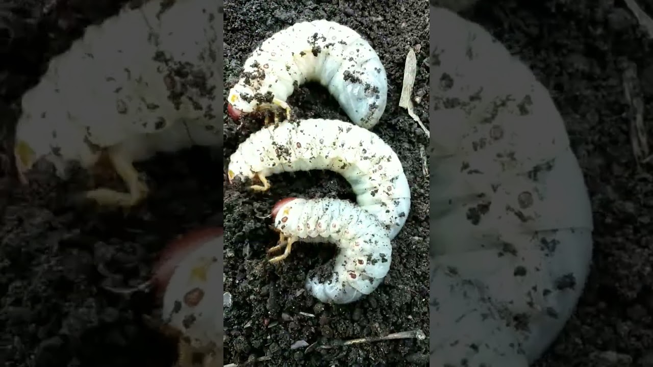 MENAKUTKAN! Larva Kumbang Raksasa Masuk kedalam Tanah 😱😱😱 