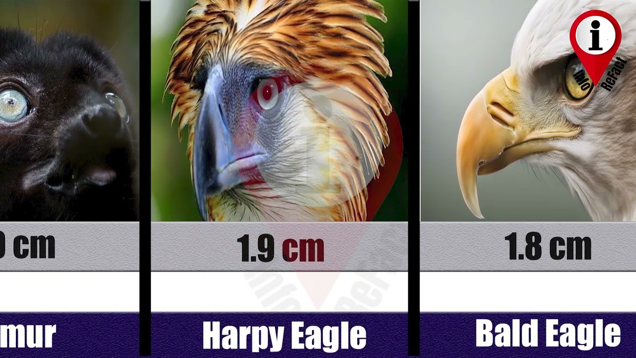 The Biggest Eyes in the Animal Kingdom | Which Animal Has the Biggest Eyes? | Info Refact