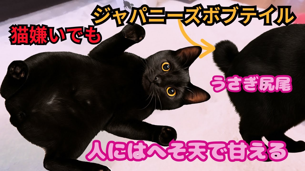 【希少】うさぎ尻尾のジャパニーズボブテイル、猫嫌いなのに人にはへそ天で甘える姿が天使すぎた（保護猫カフェ森のねこ舎）淡路Japanese Bobtail black cat is a sweetie