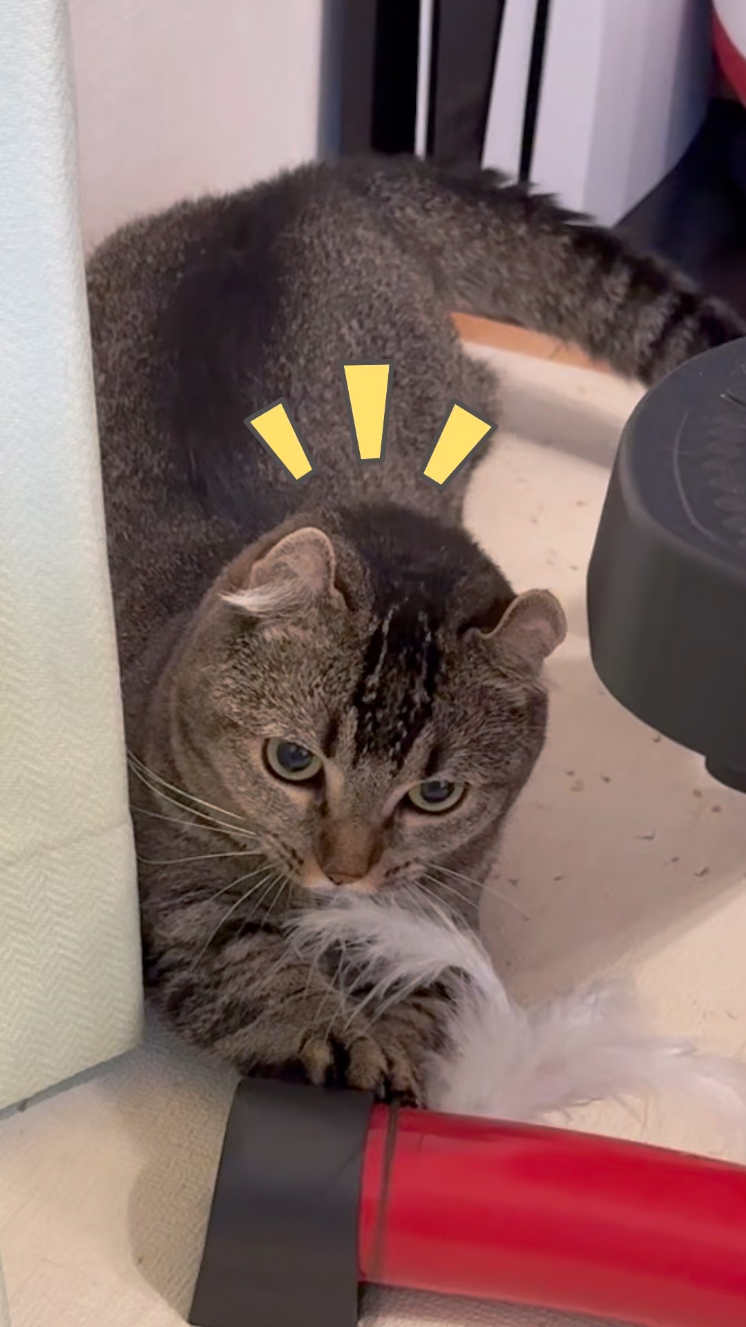 Cat chuck everyday - YouTube