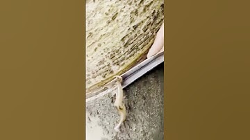 cool technique for taking rubber sap from trees #shorts