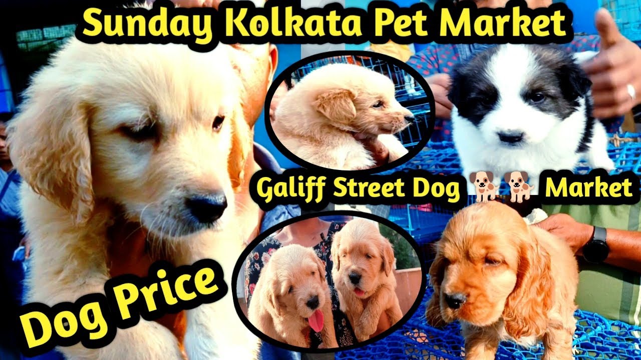 Galiff Street Pet Market Kolkata !! Cheapest Dogs Market In india