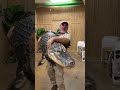 Hard to pick up Darth Gator 🐊 now that he’s pushing 300lb 😱 #shorts #animals #alligator