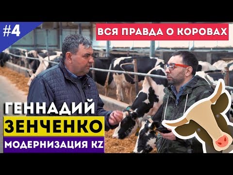 Геннадий Зенченко. Вся правда о коровах / Модернизация KZ