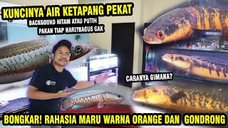 UPDATE! SECRET OF CHANNA MARU PROGRESS   CHANNA BARCA TANK BOSS BOSS QU