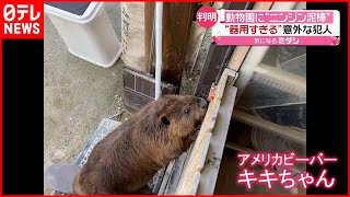 【ニンジン泥棒】犯人は？ 動物園で“器用すぎる”犯行　福岡・久山町