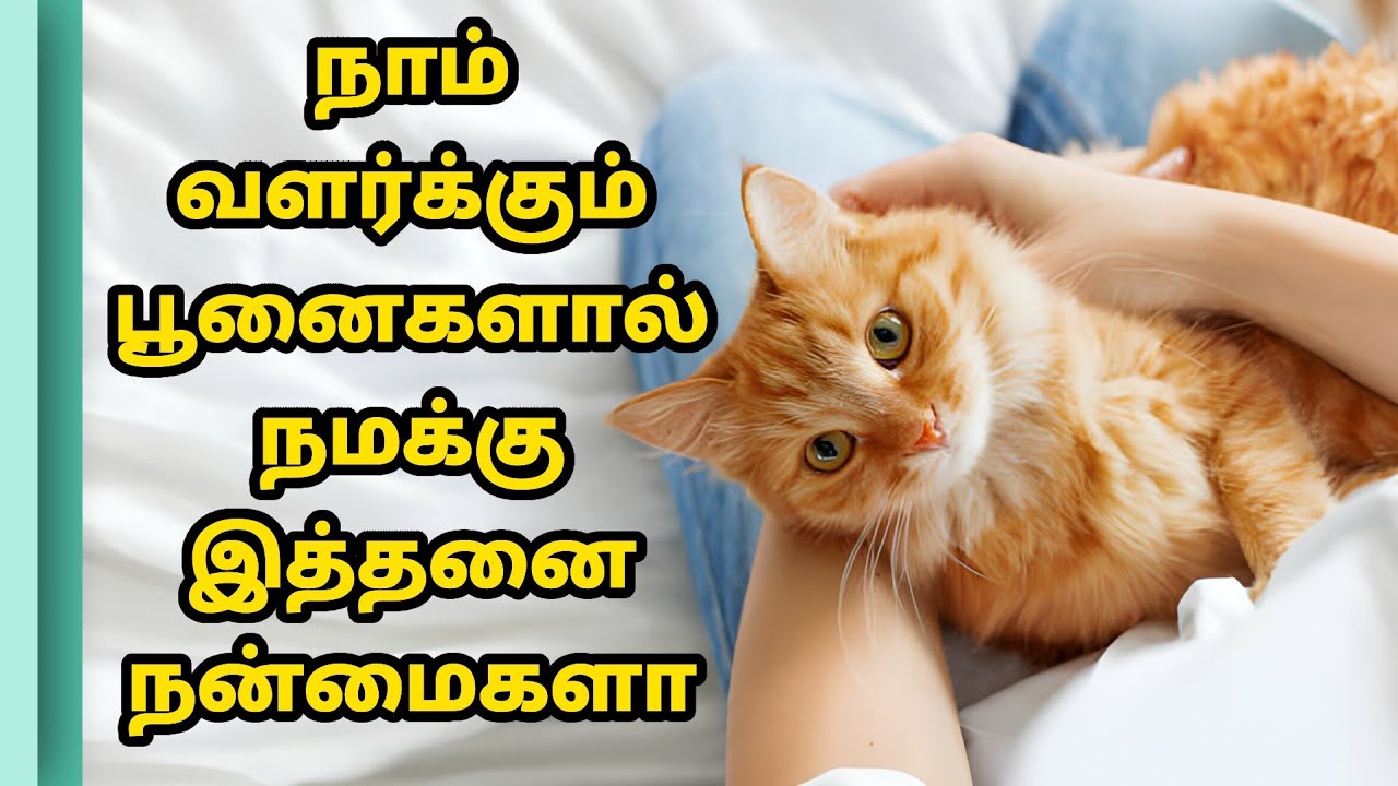 பூனைகளை வளர்ப்பது சுலபமா ?அதனால் நமக்கு என்ன நன்மைகள்? | benefits of keeping cats as pets