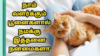 பூனைகளை வளர்ப்பது சுலபமா ?அதனால் நமக்கு என்ன நன்மைகள்? | benefits of keeping cats as pets