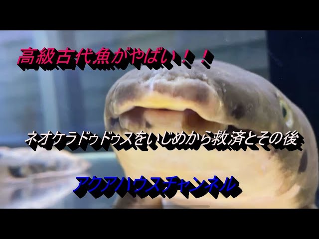 ネオケラ 90センチ　買い取り魚　早いもの勝ち12万 I met a tropical fish worth 1 million yen! Aquarium Monster Fish