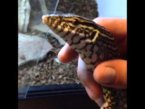 lizard skin grips Nike monitor