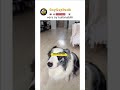 sonda sağlam sövdü