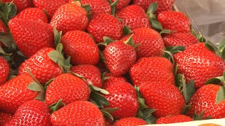 Iskreni Prodavac Sve Se Prska