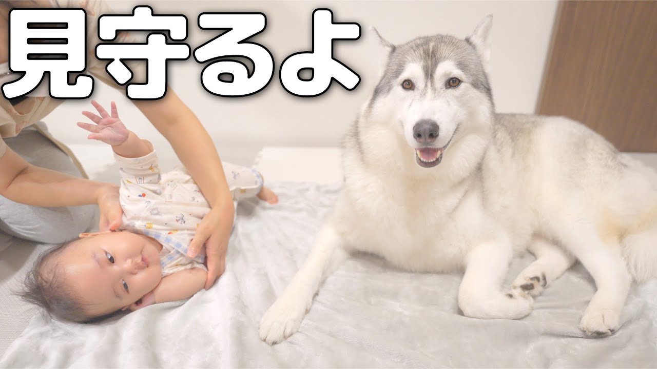 寝返りの練習に笑顔で付き合ってくれる愛犬が優しすぎました・・・