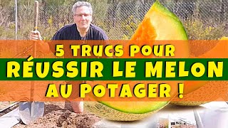 5 trucs pour réussir le melon au potager !
