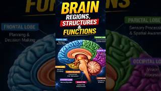 BRAIN REGIONS ,STRUCTURES & FUNCTIONS #healtheducation #healthtips #didyouknow #wellnesstips #viral