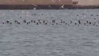 1041102北門井仔腳瀉湖黑腹燕鷗傍晚群鷗飛舞3