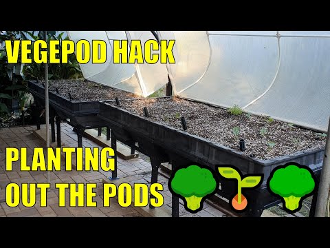 vegepod-to-wicking-bed-hack-+-planting-them-out