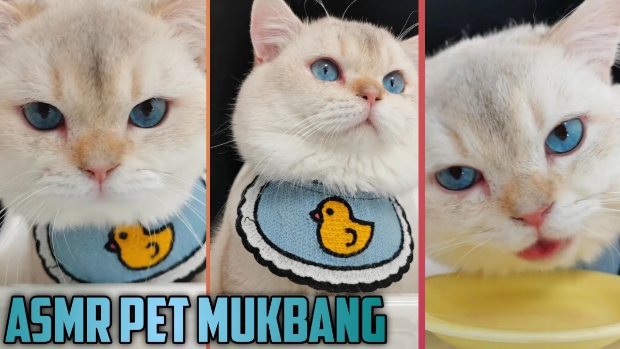 MUKBANGCat eats immersed. It’s the first time to eat duck gizzards