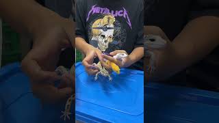Leopard Gecko🤩😍 | WA 082137374647 | Website Reptilezoy. com
