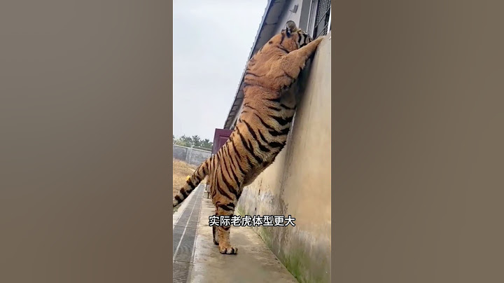 银背大猩猩VS老虎 谁更厉害？ #银背大猩猩 #动物科普