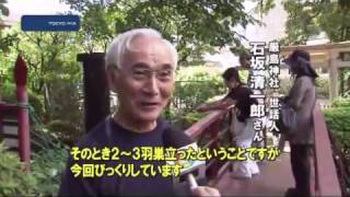 品川区厳島神社　赤ちゃん10羽誕生のカルガモ一家