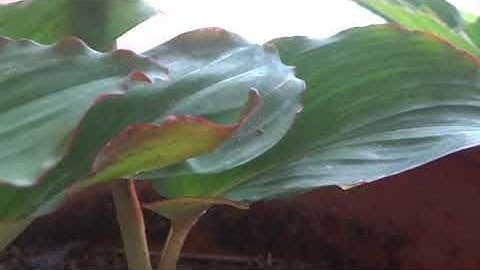 ngải đen - công dụng của ngải đen - cách dùng ngải đen - ngãi đen trị ung thư  - khám phá việt nam