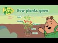 The Life Cycle of Plants and How to Grow Them