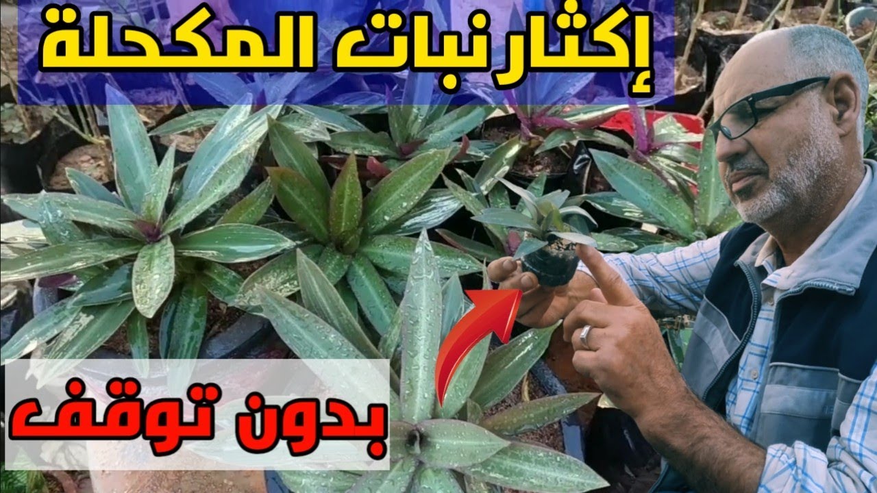 طريقة  إكثار نبات المكحلة الخضراء بسرعة  #الزراعة_المنزلية