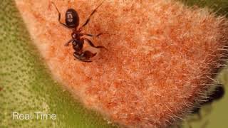 Azteca ant harvests a food body from a Cecropia tree