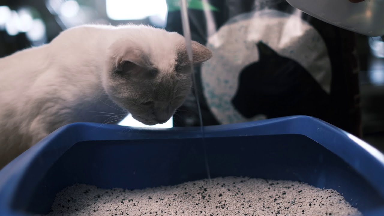 Catmania cat litter high montmorillonite content and plasticity