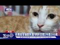 男遭控下藥抓鄰居家貓丟棄!律師:若毒殺恐關2年罰2百萬｜TVBS新聞 @TVBSNEWS01
