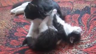 Кошка моет своего котенка Кошка моет своего котенка