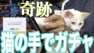幸運の子猫にガチャを引かせたら奇跡が起きた！白猫テニス