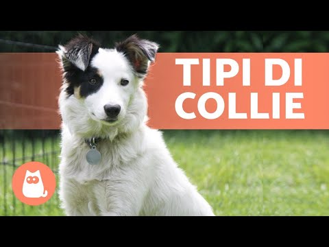 4 TIPI di COLLIE 🐕 Li conosci tutti?