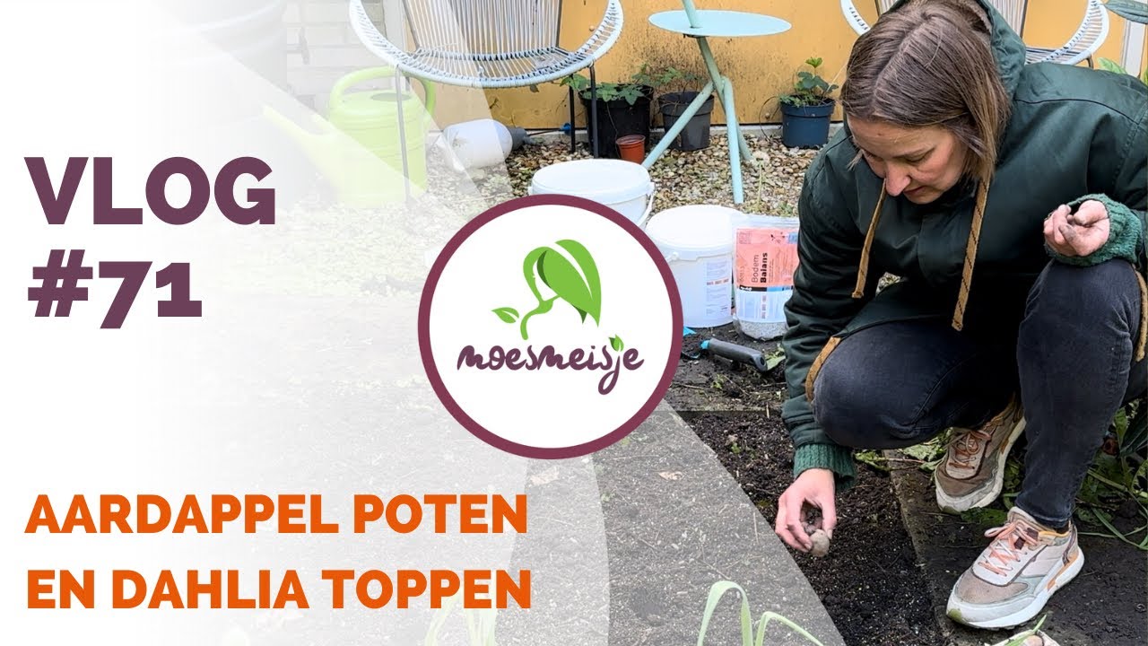 MOESTUIN VLOG #71 | Aardappel poten, dahlia toppen, slakken bestrijden, zonnebloem en zinnia zaaien🌸