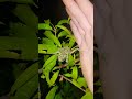 There so loud!!   #arkansas #treefrog #frog #woods #shorts #critter #beautiful #short #critter