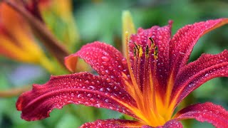 How To Botanical Art Painting With Pastel Pencils Livestream Tutorial Part 2