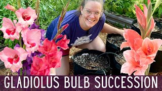 Succession Planting Gladiolus Bulbs 🌺 || Cut Flower Garden ||
