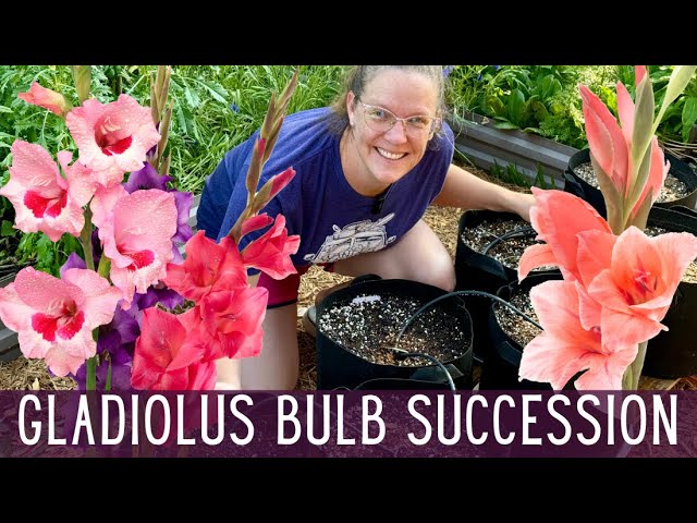 Want More Summer Blooms? Do This! || Succession Planting Gladiolus Bulbs   || Cut Flower Garden