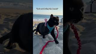 I took my cat to the beach   #cats #catperson #blackcat #beach