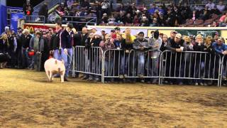 2015 Oklahoma Youth Expo Grand Champion Market Hog