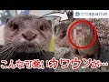 【コツメカワウソ】カワウソの知られざる素顔【サンシャイン水族館】#Shorts