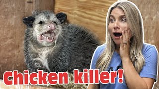 THIS COULD HAVE KILLED ALL MY CHICKENS!! *OMG* | Farm Vlog